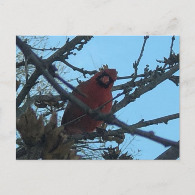 postal cardinal (Anverso)