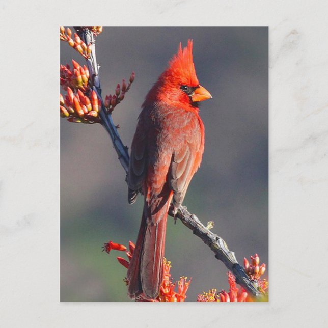 Postal Cardinal (Anverso)