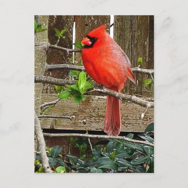 postal cardinal (Anverso)