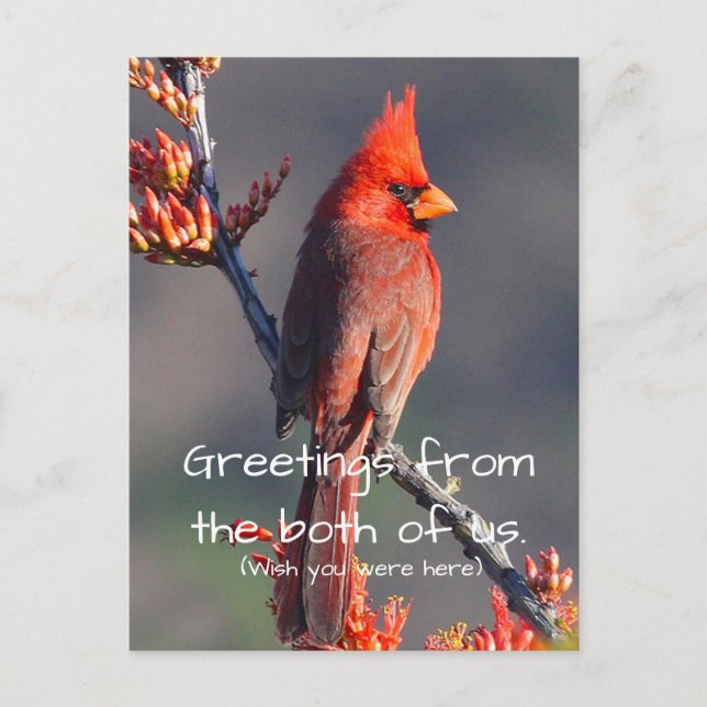 Postal Cardinal (Anverso)