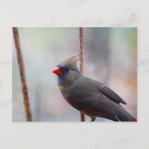 Postal Cardinal Bird