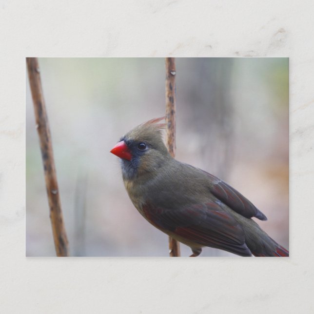 Postal Cardinal Bird (Anverso)