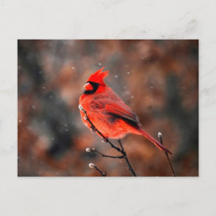 Postal Cardinal Bird masculino