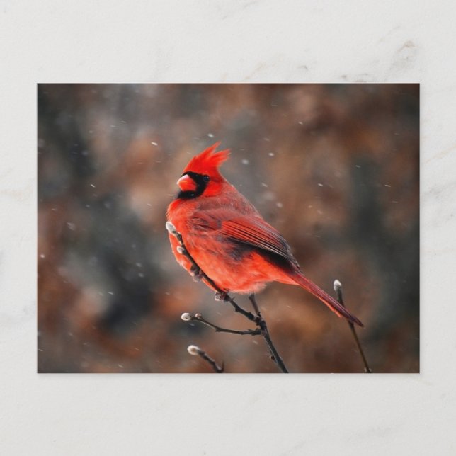 Postal Cardinal Bird masculino (Anverso)