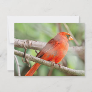 Postal Cardinal Curioso