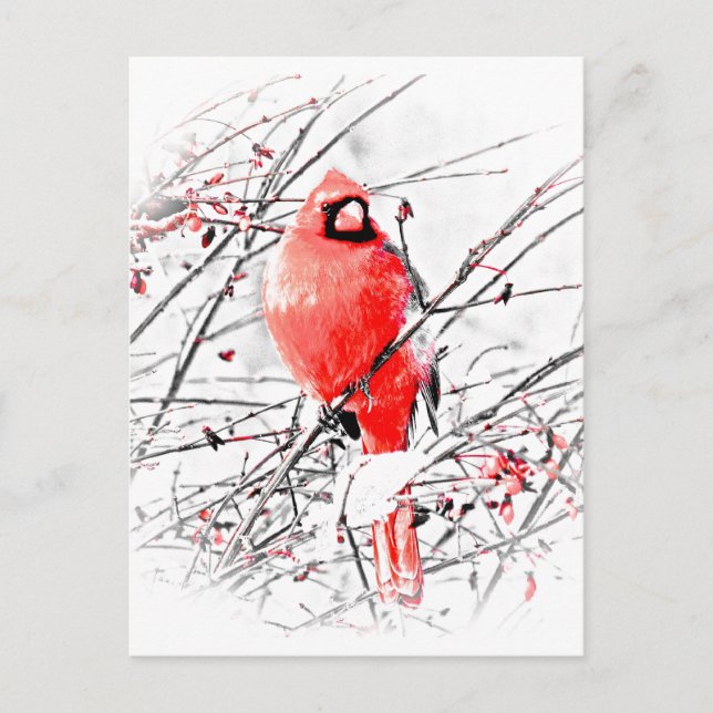 POSTAL CARDINAL DE INVIERNO (Anverso)