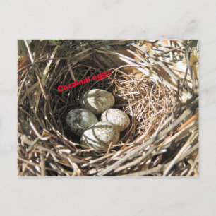 Postal Cardinal Eggs