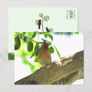 Postal Cardinal Femenino Backyard Bird