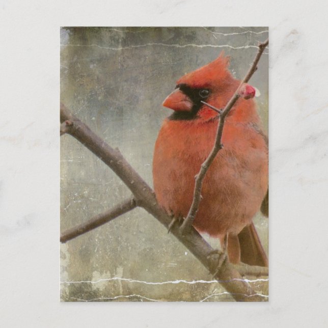 Postal Cardinal Grunge (Anverso)