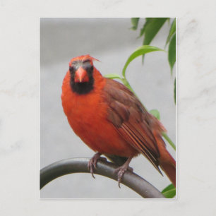 Postal Cardinal On Feeder