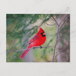 Postal Cardinal Pose