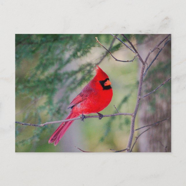 Postal Cardinal Pose (Anverso)
