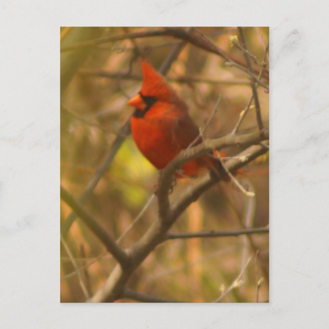 Postal Cardinal Post Card (Anverso)