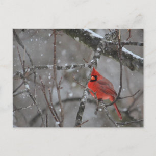 Postal Cardinal - Postcard