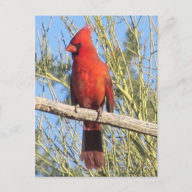 Postal Cardinal Postcard (Anverso)