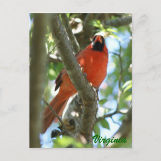 Postal Cardinal Postcard...