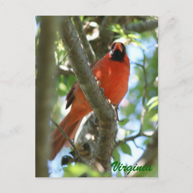 Postal Cardinal Postcard... (Anverso)