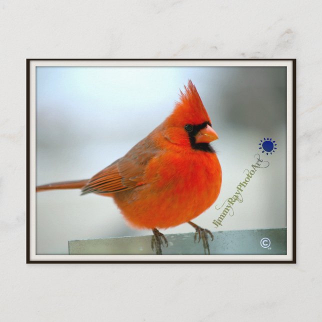 Postal Cardinal Red Bird (Anverso)