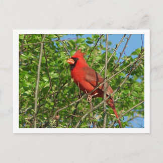 Postal Cardinal rojo