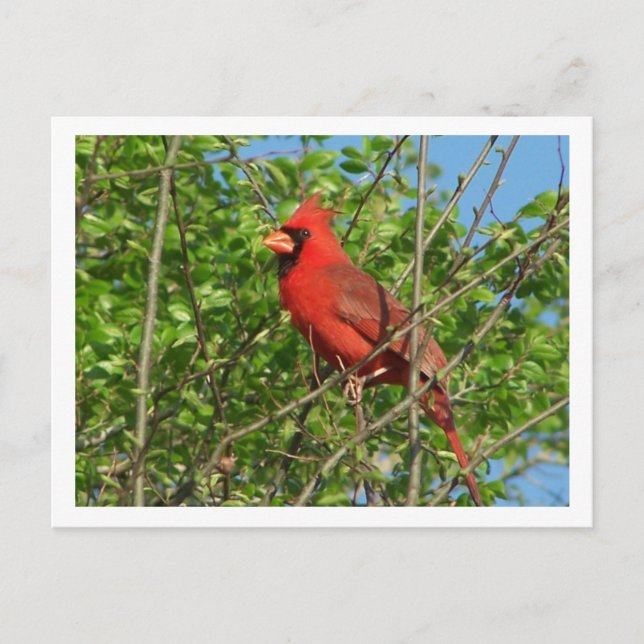 Postal Cardinal rojo (Anverso)