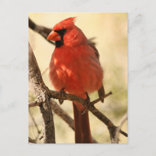 Postal Cardinal rojo