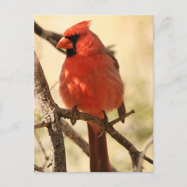 Postal Cardinal rojo (Anverso)