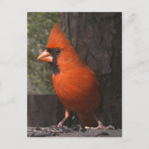 Postal Cardinal rojo