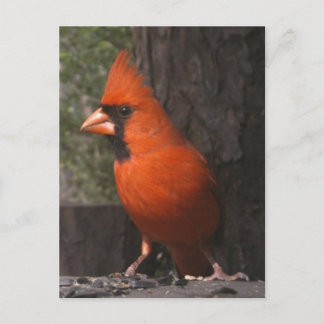 Postal Cardinal rojo