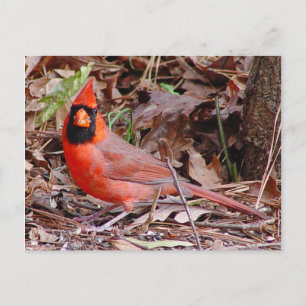 Postal cardinal septentrional