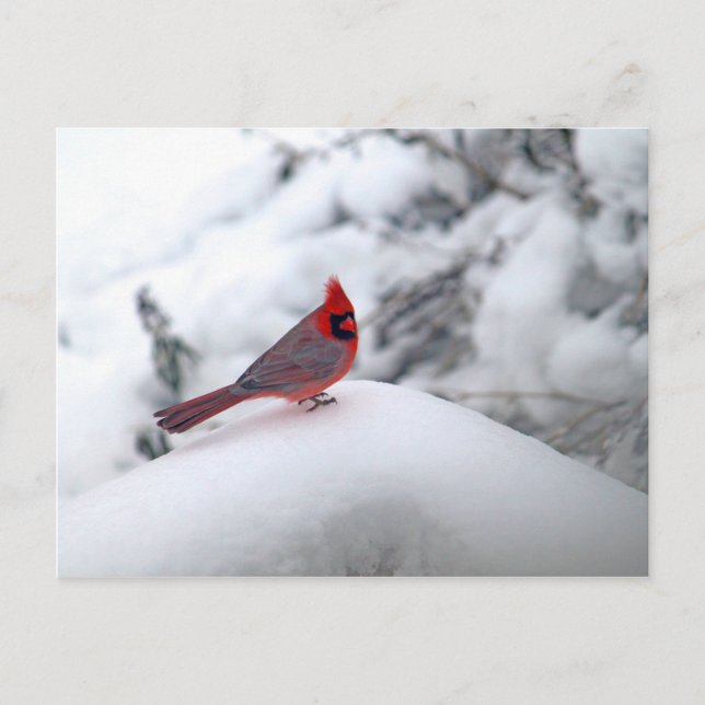 Postal Cardinal Snow (Anverso)