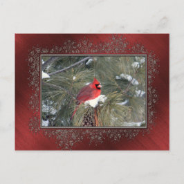Postal Cardinal Snow Pine Photo