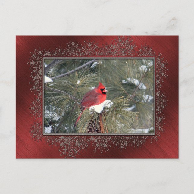 Postal Cardinal Snow Pine Photo (Anverso)