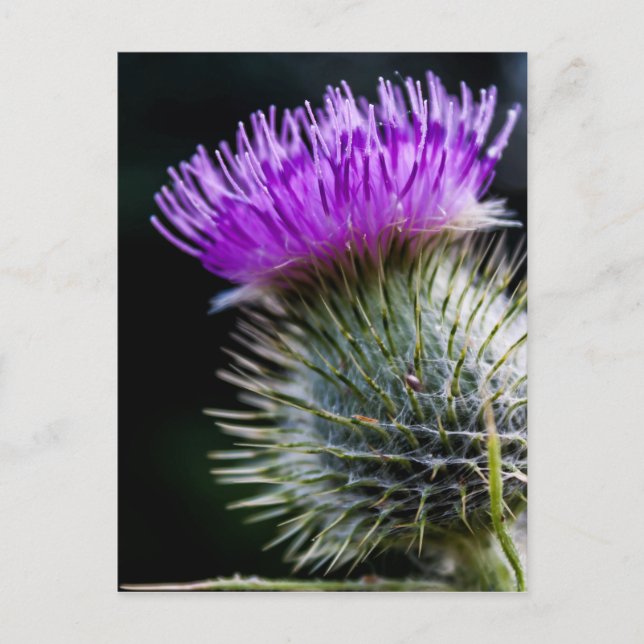 Postal cardo (Anverso)