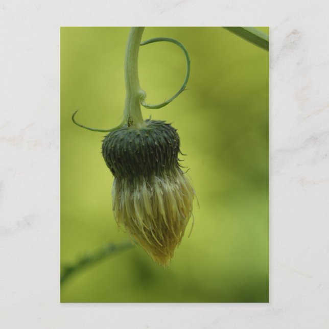 Postal cardo (Anverso)