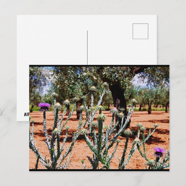 Postal Cardo de Algodón en Olivar (Anverso / Reverso)