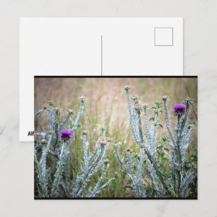 Postal Cardo de Algodón, Planta Onopordum