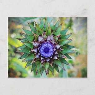Postal Cardo escocés floreciente