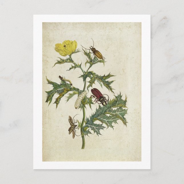 Postal Cardos Spinosus: Escarabajos y orugas, plato 6 (Anverso)