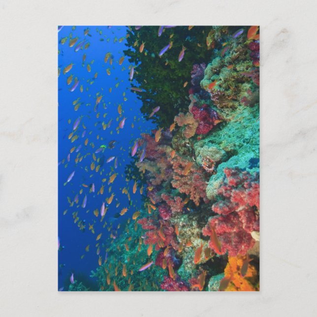 Postal Cardumen de Anthias hadas (Pseudanthias (Anverso)