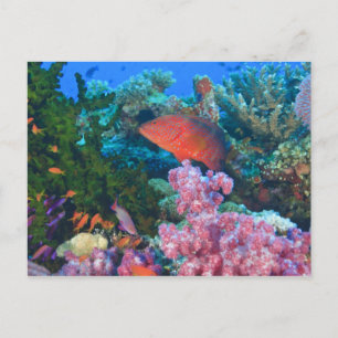 Postal cardumen de doncellas (Pseudanthias