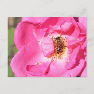 Postal Carefree Beauty Rosa w. Bee # 1