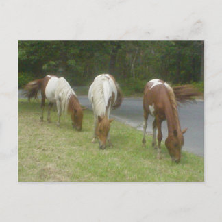 Postal Carefree Ponies