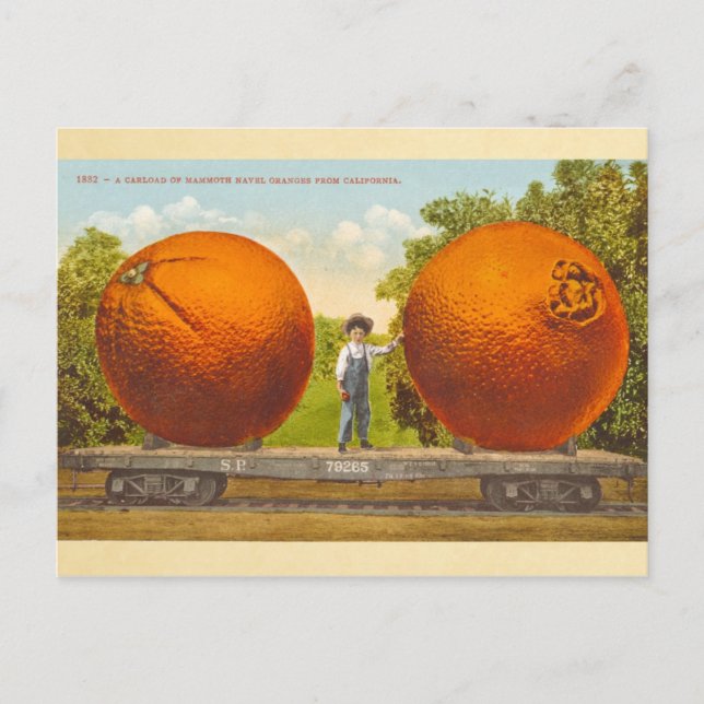 Postal Carga de Naranjas de Mammoth Navel - cosecha (Anverso)