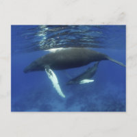 Caribe, archipiélago de las Antillas Mayores,