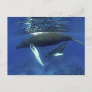 Postal Caribe, archipiélago de las Antillas Mayores,