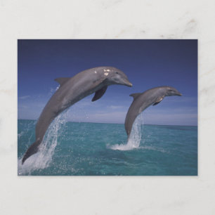 Postal Caribe, delfines mulares Tursiops