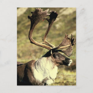 Postal Caribou