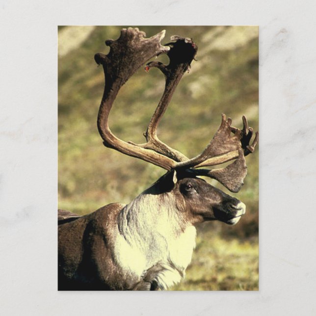 Postal Caribou (Anverso)