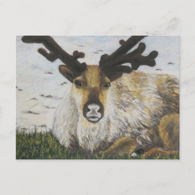 Postal Caribou (Anverso)