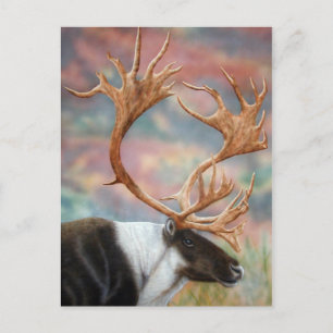 Postal Caribou